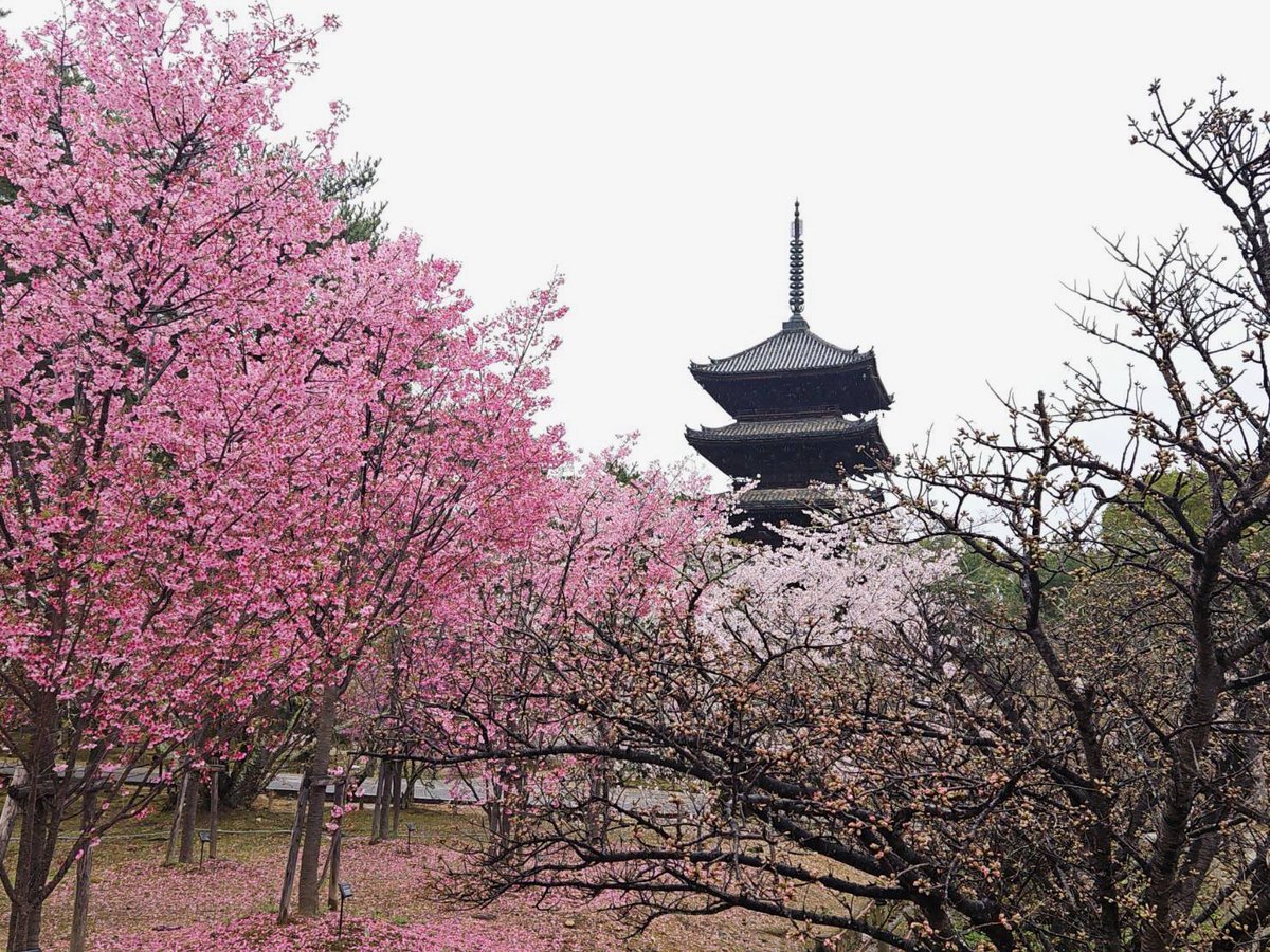 そうだ 京都、行こう。事務局【JR東海公式】 tweet media