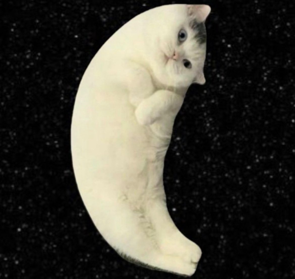 bronks75 📈🌙🐱🐸🐻 tweet media