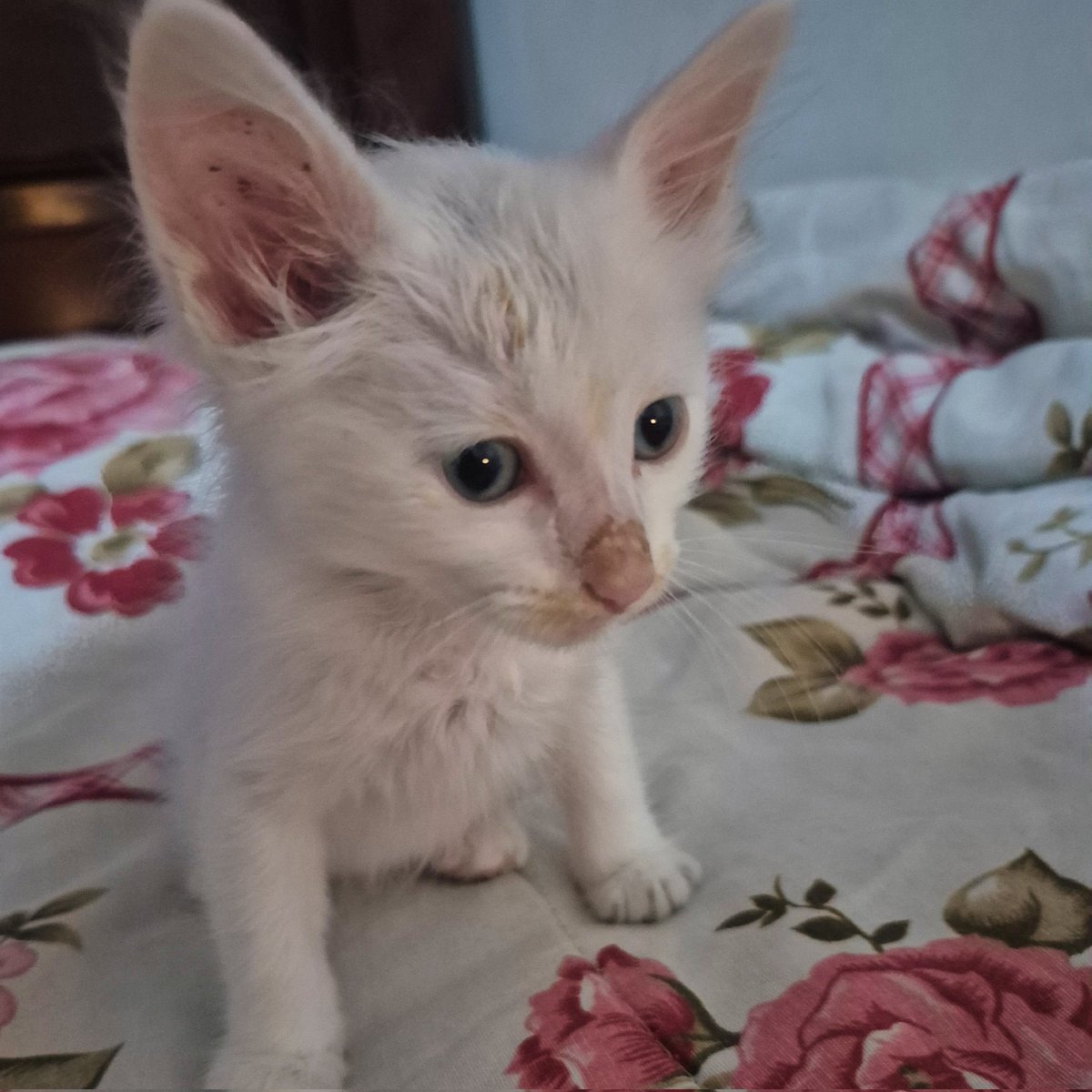 laris 💌 tweet media