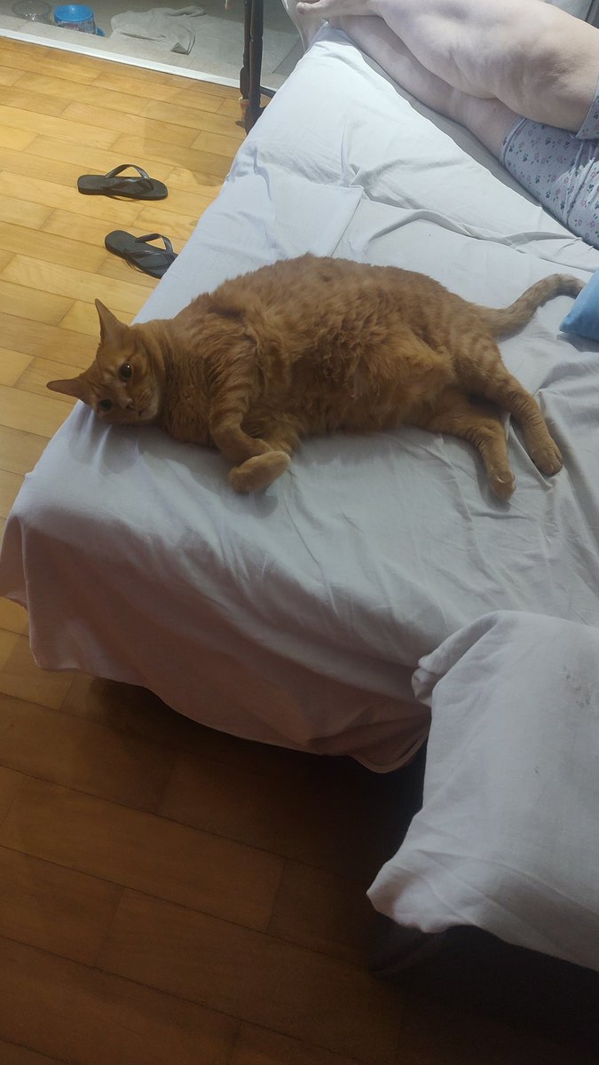 Vii Zedek tweet media