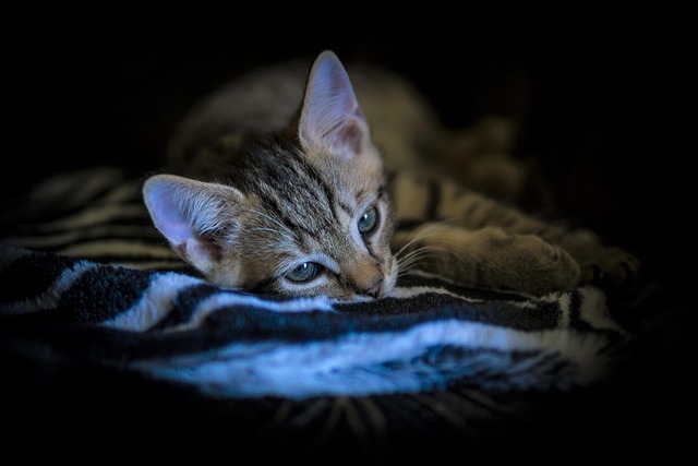 David Thompson tweet media