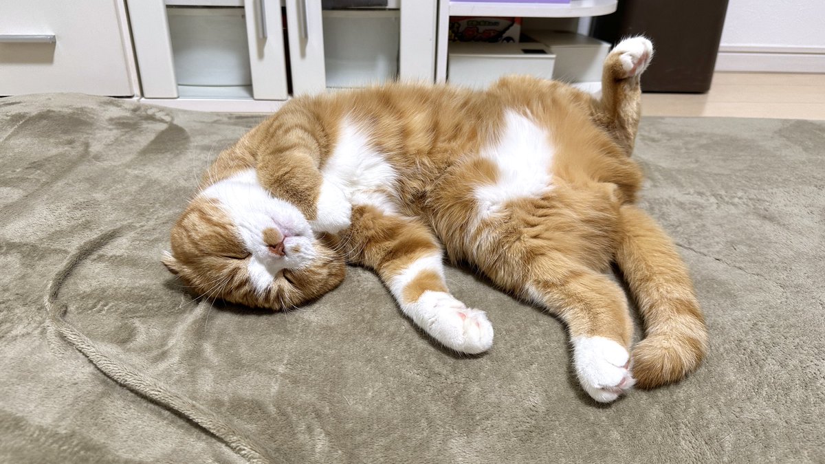 78Mugi's tweet photo. 地震に無反応へそ天で眠るむぎたん

飼い主はビビってたよ https://t.co/SPLQSlxGzb