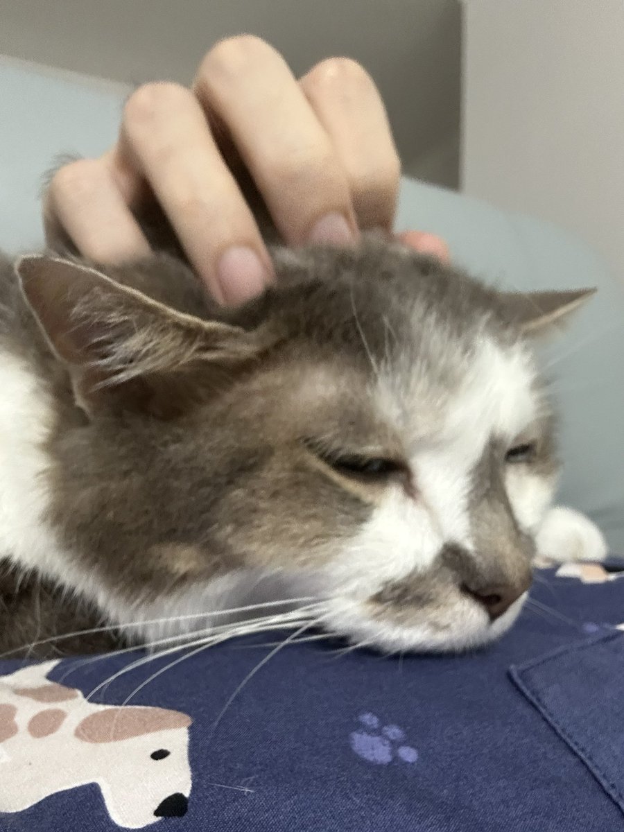 りきぽん💊🐓薬剤師系ライターV tweet media