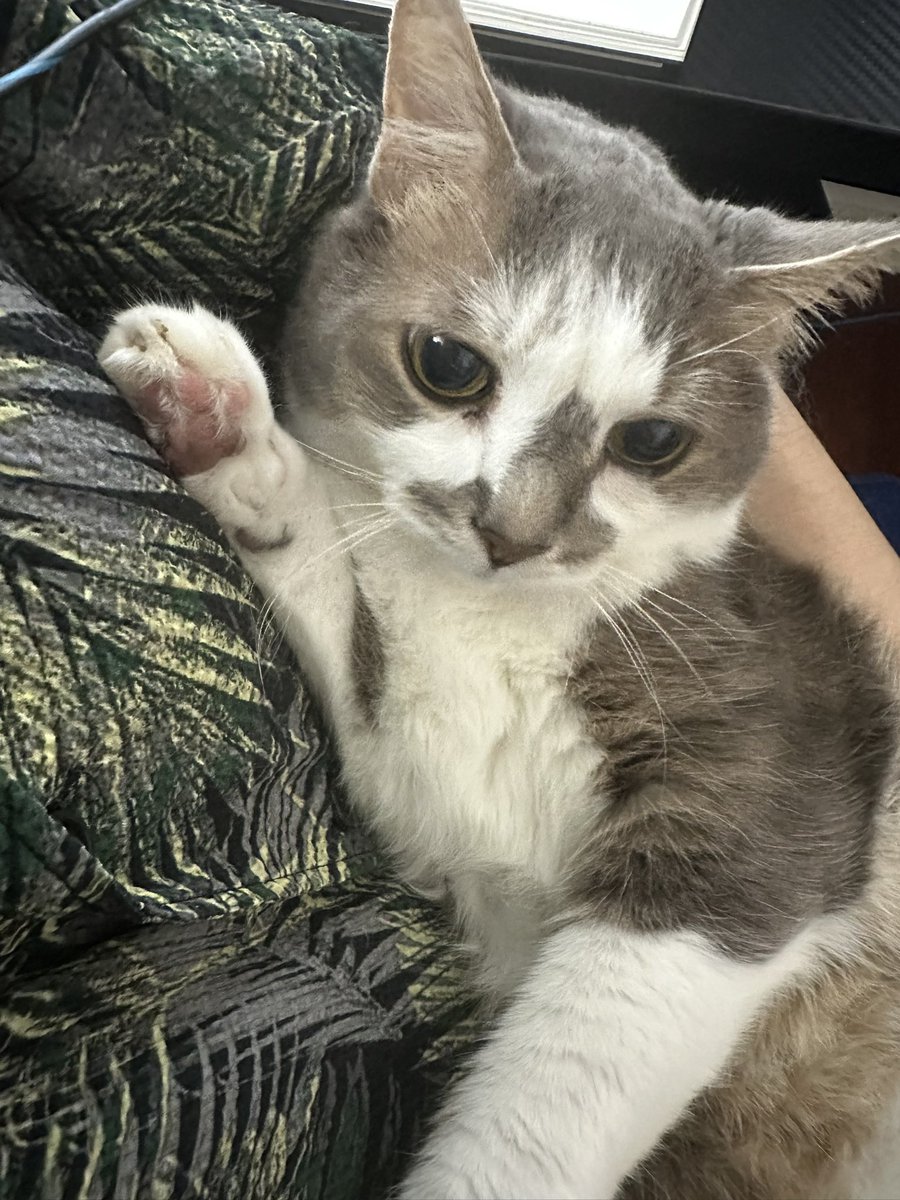 りきぽん💊🐓薬剤師系ライターV tweet media