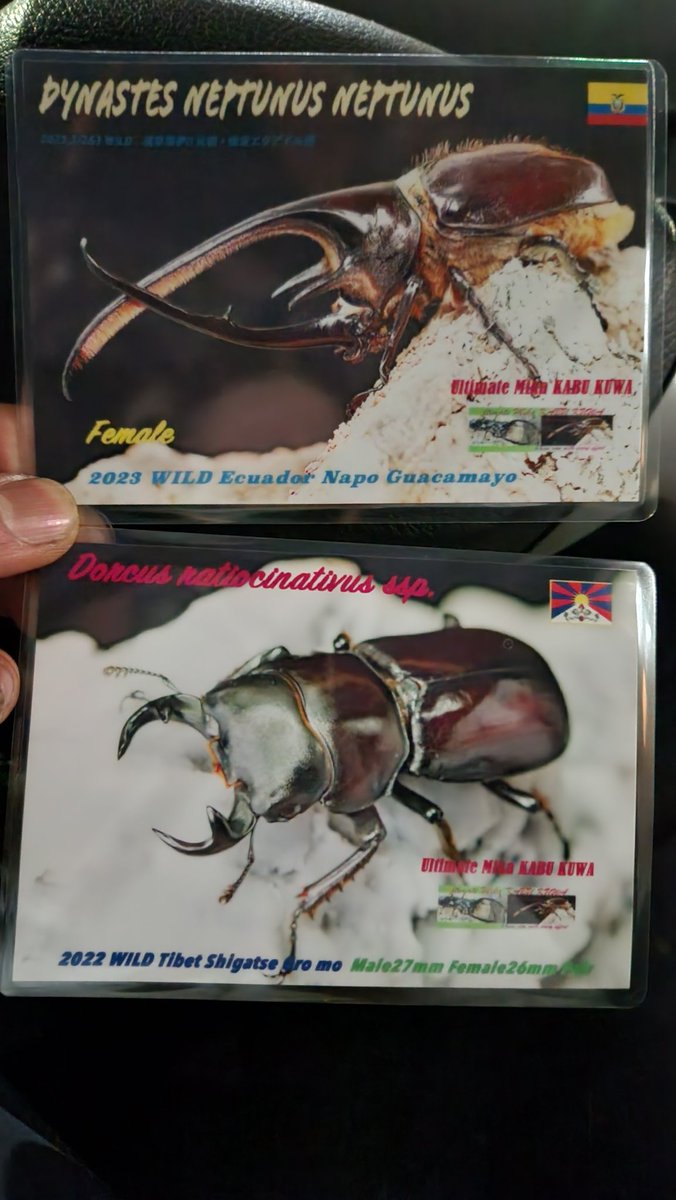 昆虫専門店【鍬鉄】 tweet media