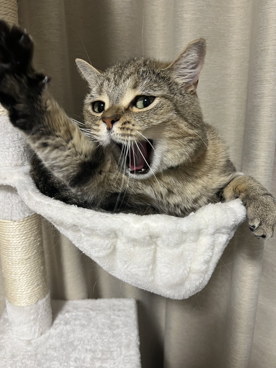 をてぃこ tweet media