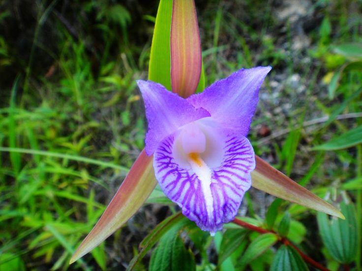 Naturepathway's tweet image. Trading screen time for green time. Best trade deal in history.
​#digitaldetox #natureistherapy #greentherapy #outdoorsy