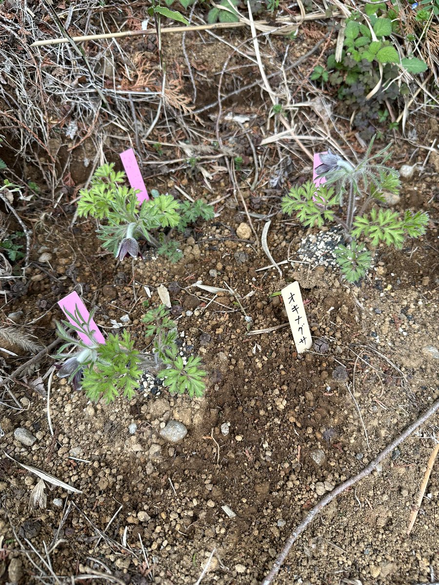 Yukiko Yokoo tweet media