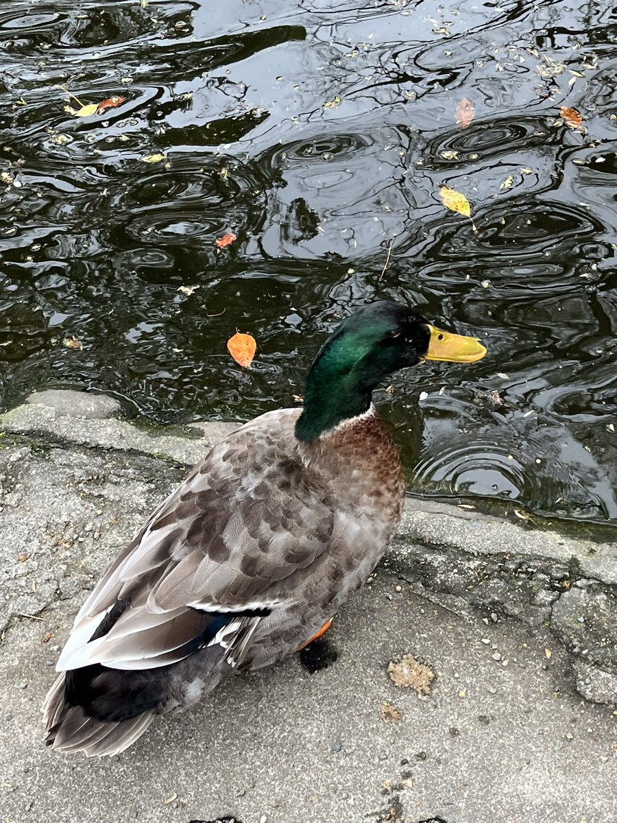 Moroo Jun tweet media