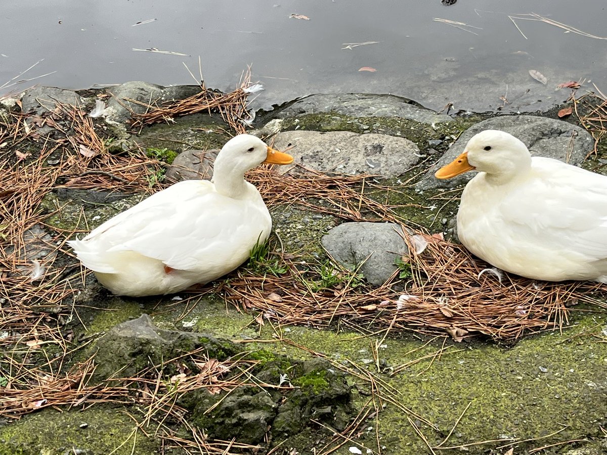 Moroo Jun tweet media