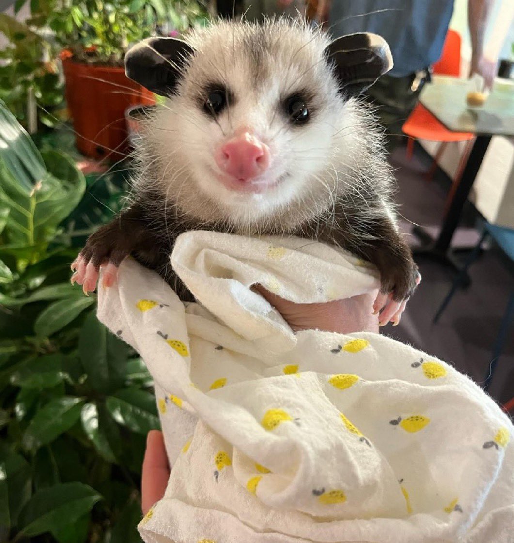 Foam Eater tweet media