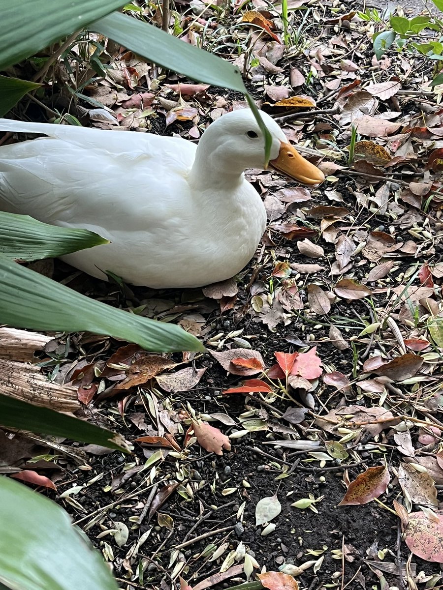 Moroo Jun tweet media