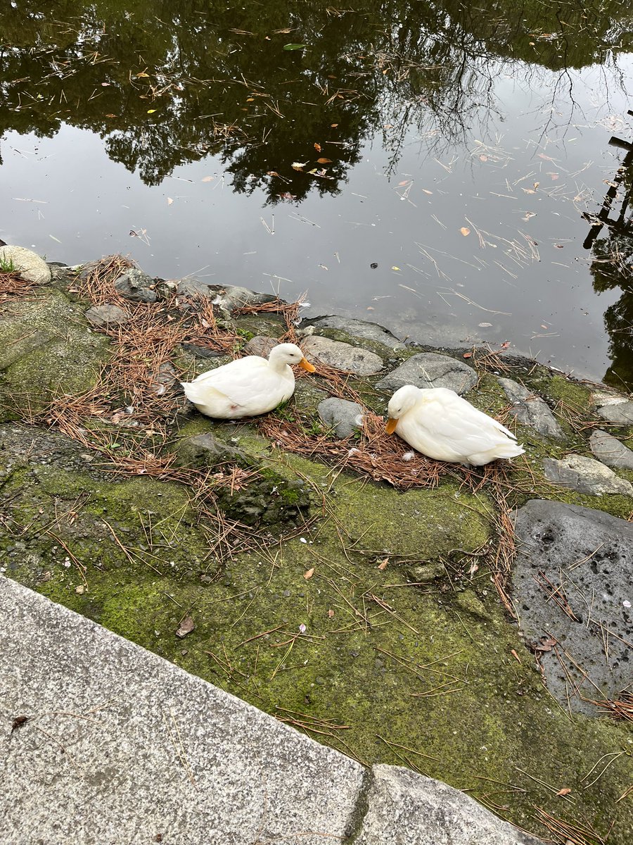 Moroo Jun tweet media