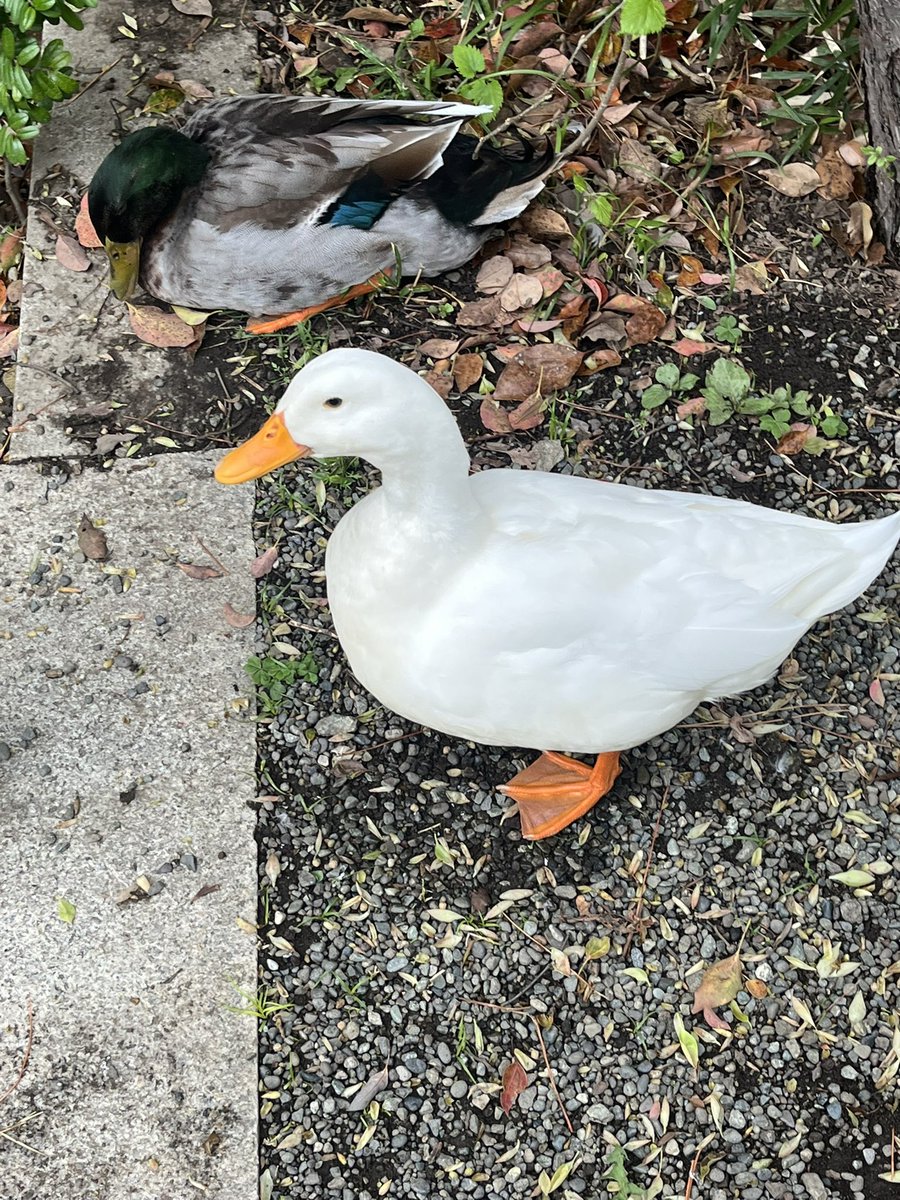 Moroo Jun tweet media