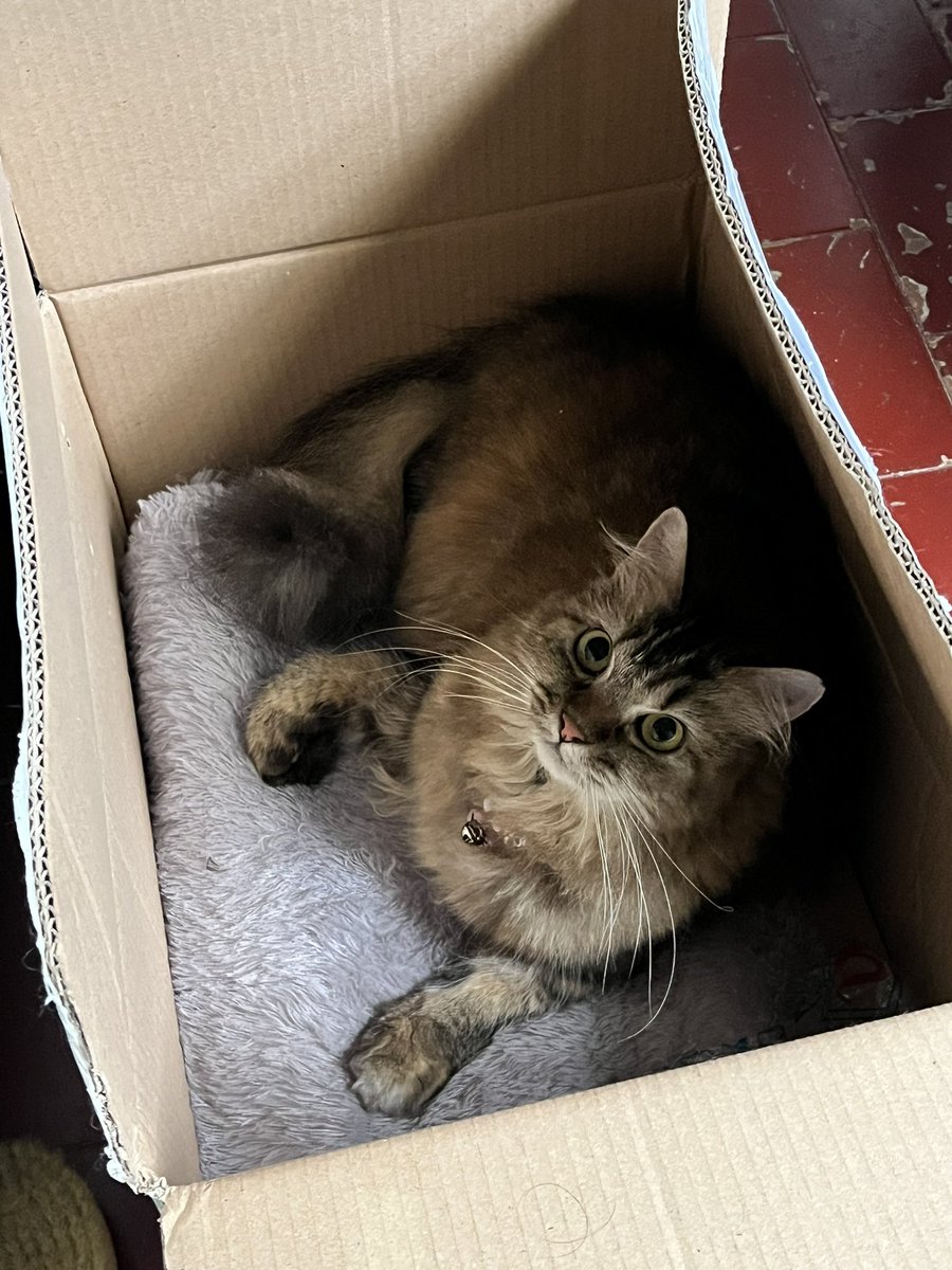 bintang laut | anabulnya.onti tweet media