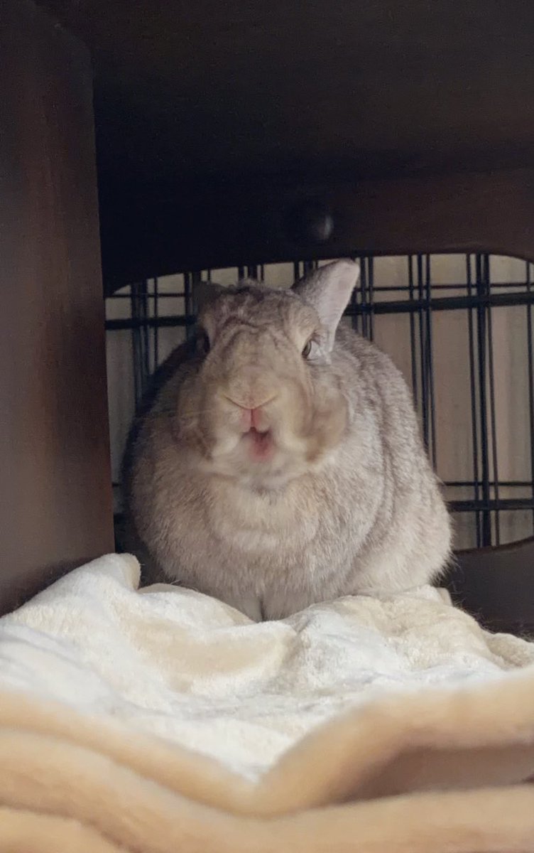 🐰𝙼𝚊𝚙𝚘. (まぽ)🐰 tweet media