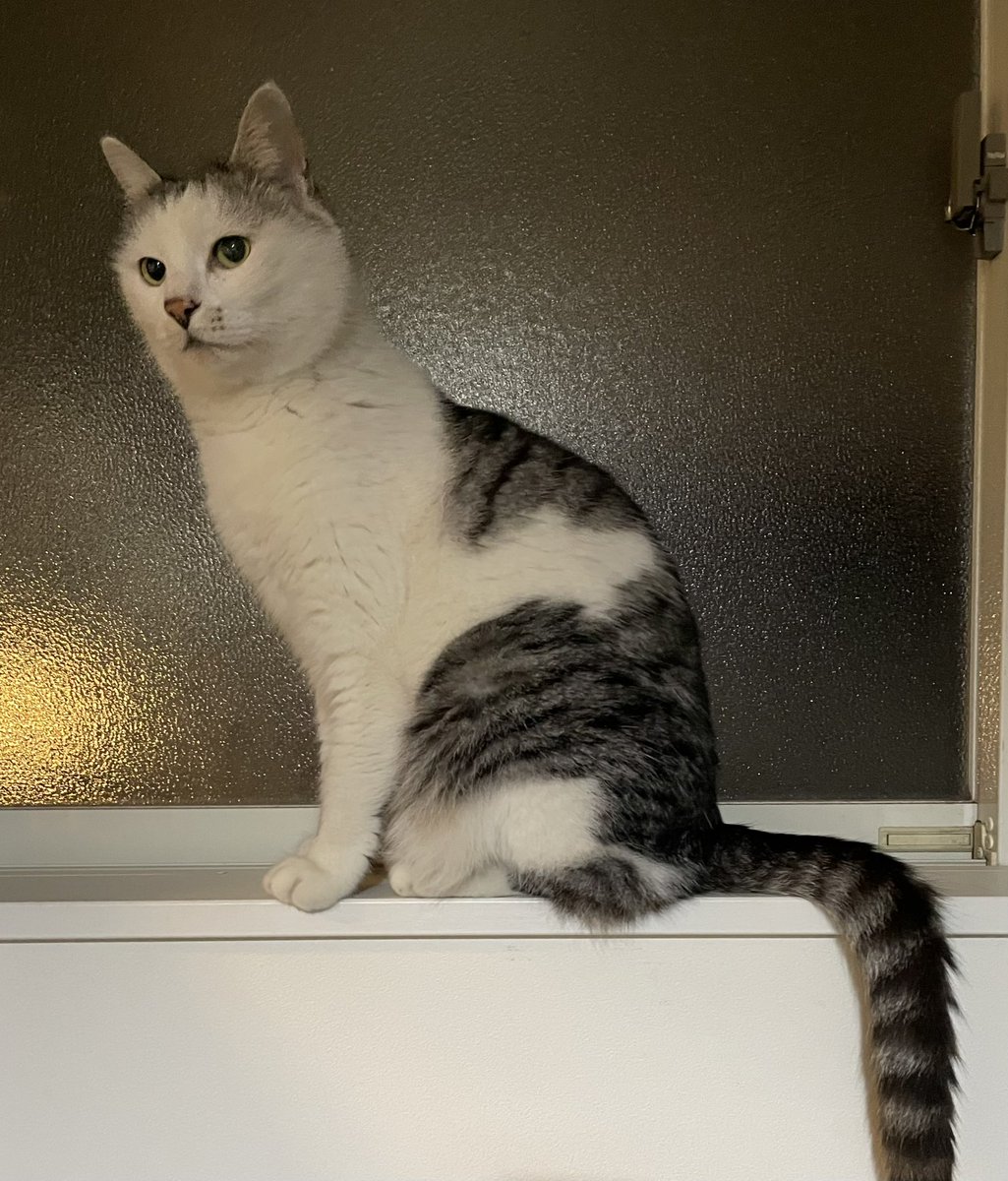 窓際のドンちゃん