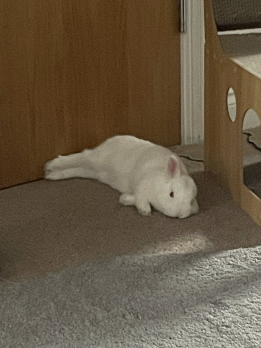 🐾 . the two time loving 𝖋𝖆𝖌 of #shedtwt tweet media