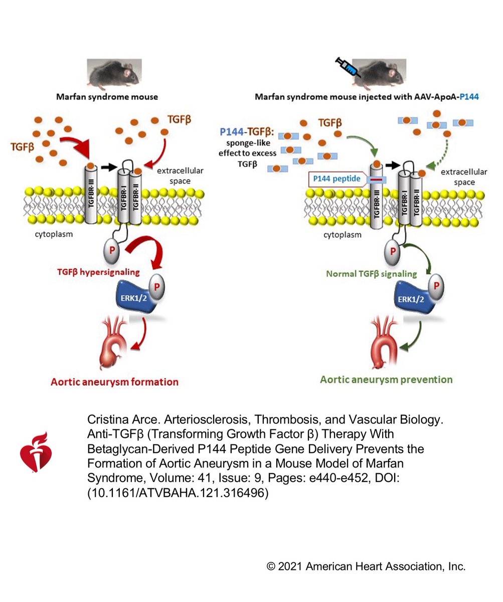 alb_giraldo's tweet image. Angiotensin II receptor blockers (such as losartan) may help slow aortic dilation in #Marfan syndrome by reducing transforming growth factor beta (#TGF𝜷)-signaling and its expression. Although beta-blockers act mainly by reducing hemodynamic stress, it has also been observed