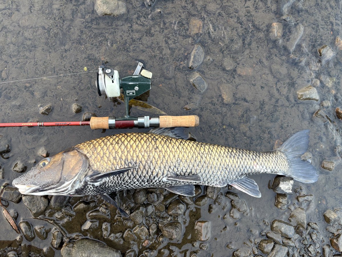 写真じゃわかりづらいけど、明らかに65は行ってる…
鯉かと思ったよw