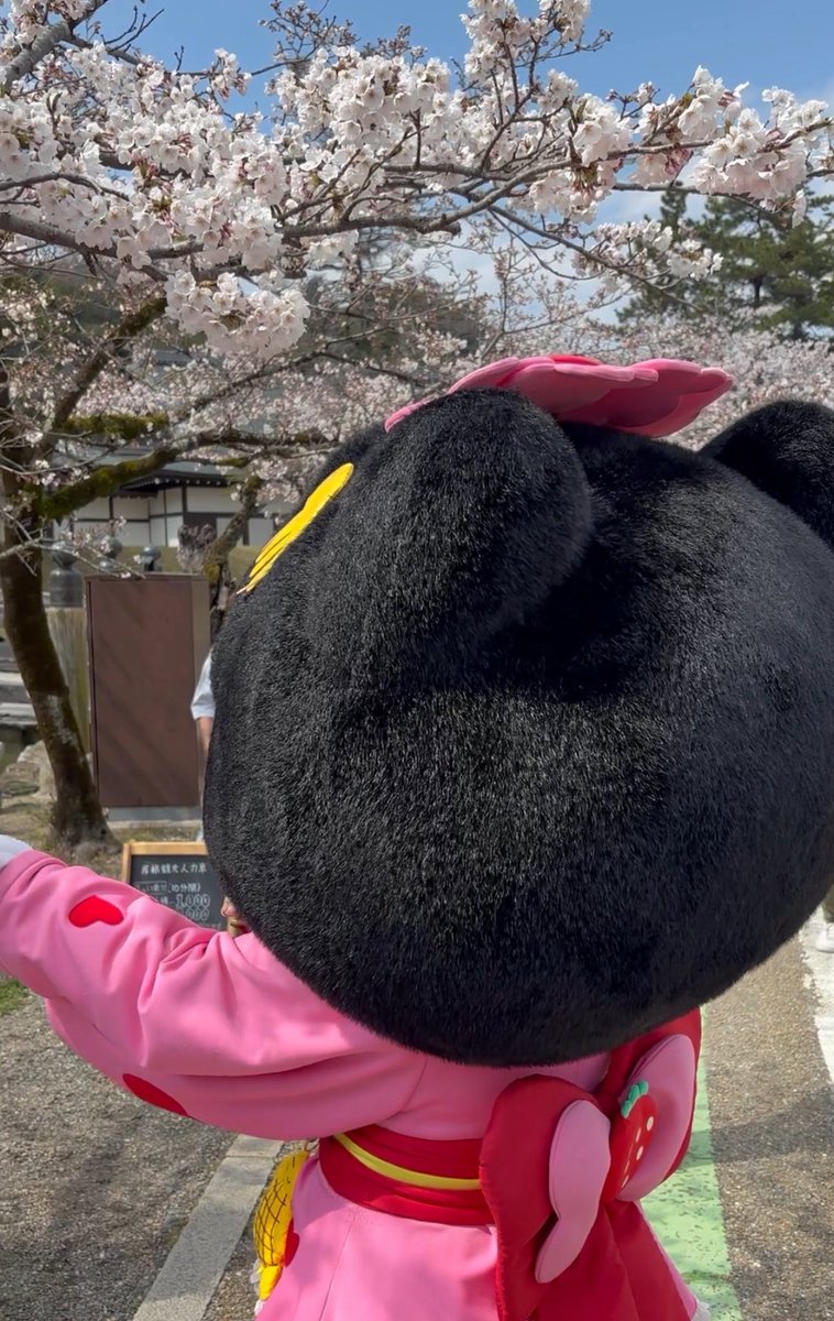 やちにゃん@ひこらぼ tweet media