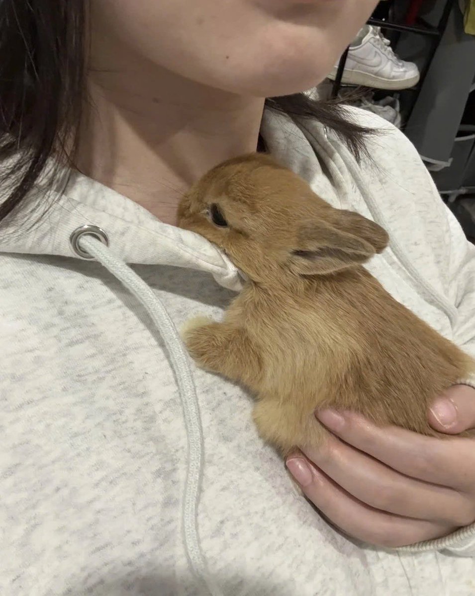 thepopularanimals tweet media