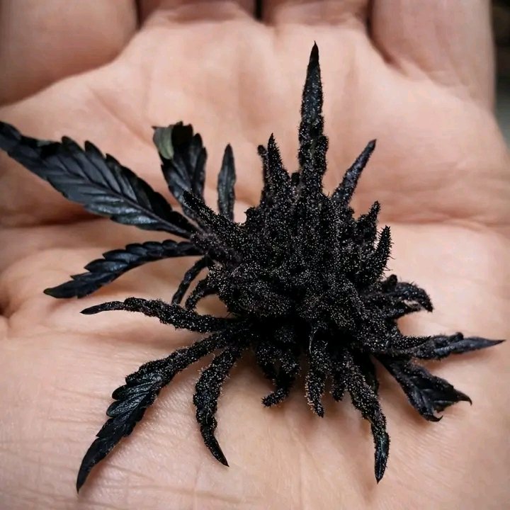 Herb Approach tweet media