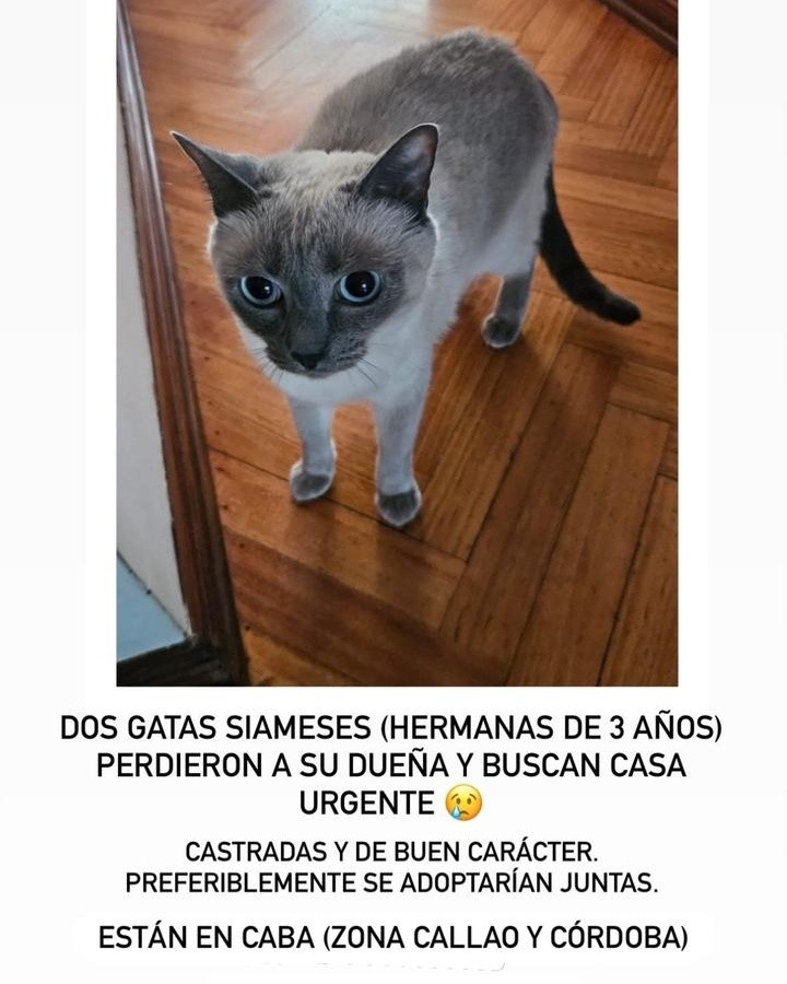 GATITAS EN ADOPCION EN BARRIO NORTE

Contacto: 1134149999

#GatitosenadopciondefansZONACABA