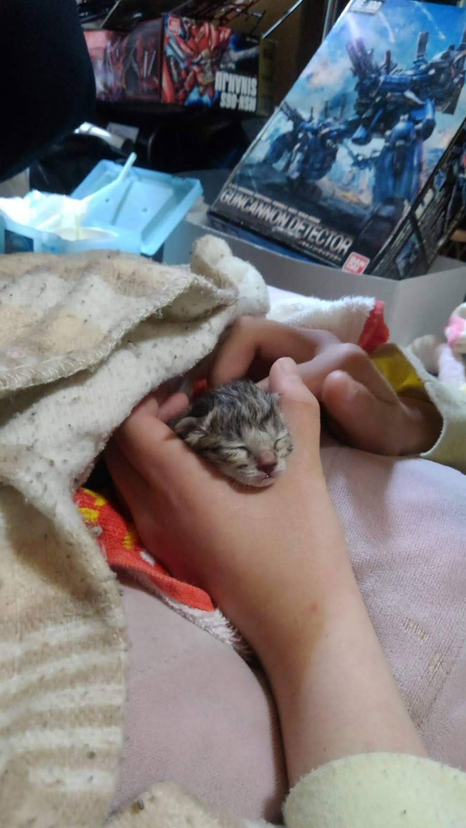 かんちゃん tweet media