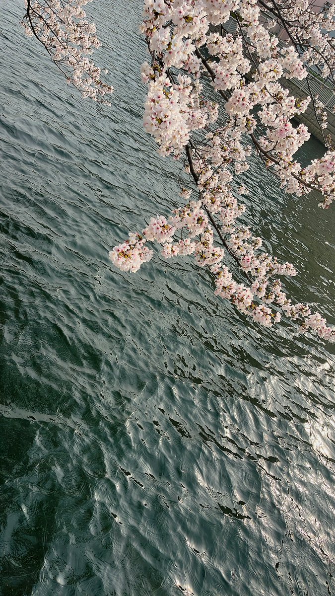 秀 香穂里 Kaori Shu tweet media