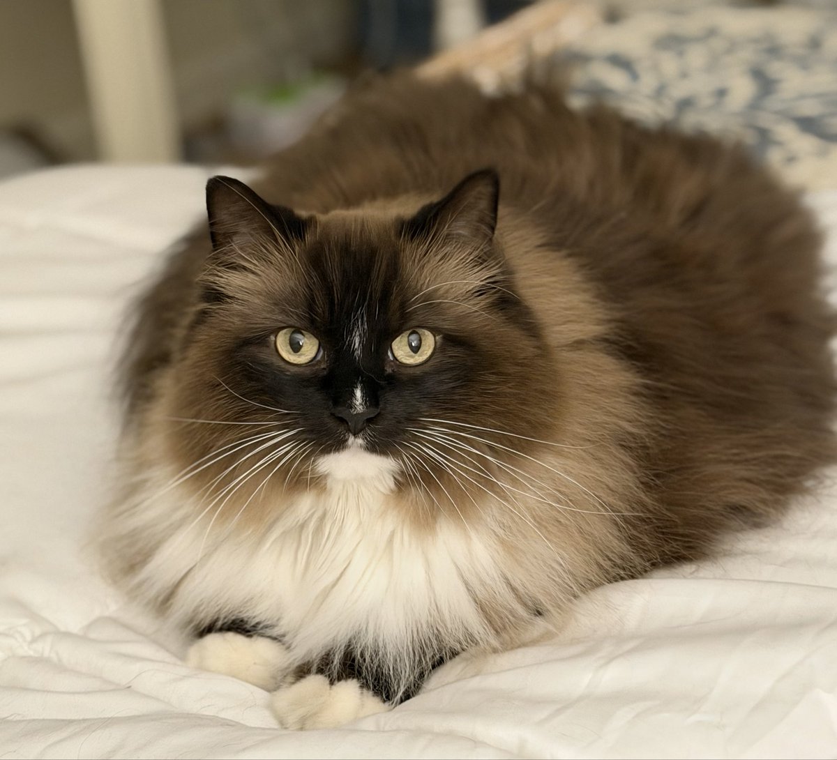 JCollier tweet media