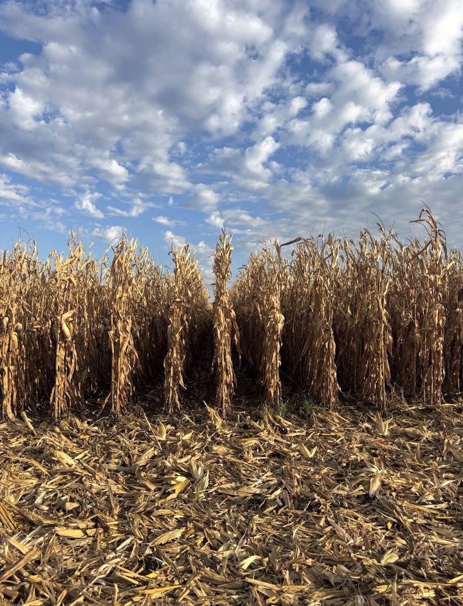 Laura Wilson tweet media