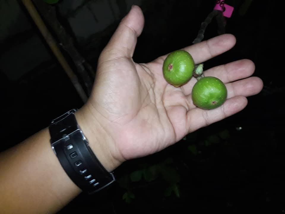 NSvanaIlusionEdR tweet media