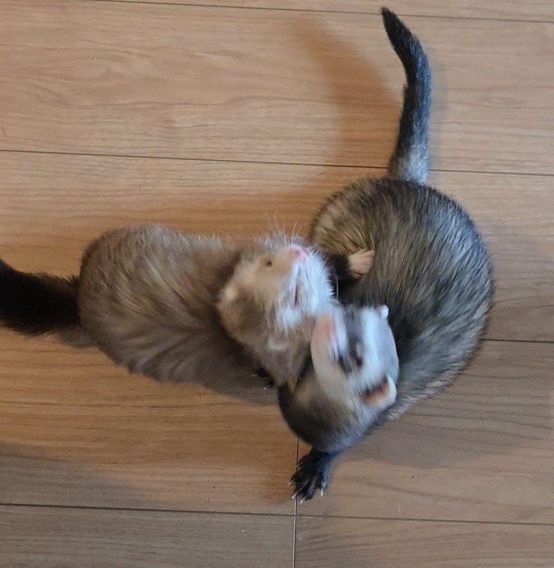 うなぎ🍥 tweet media