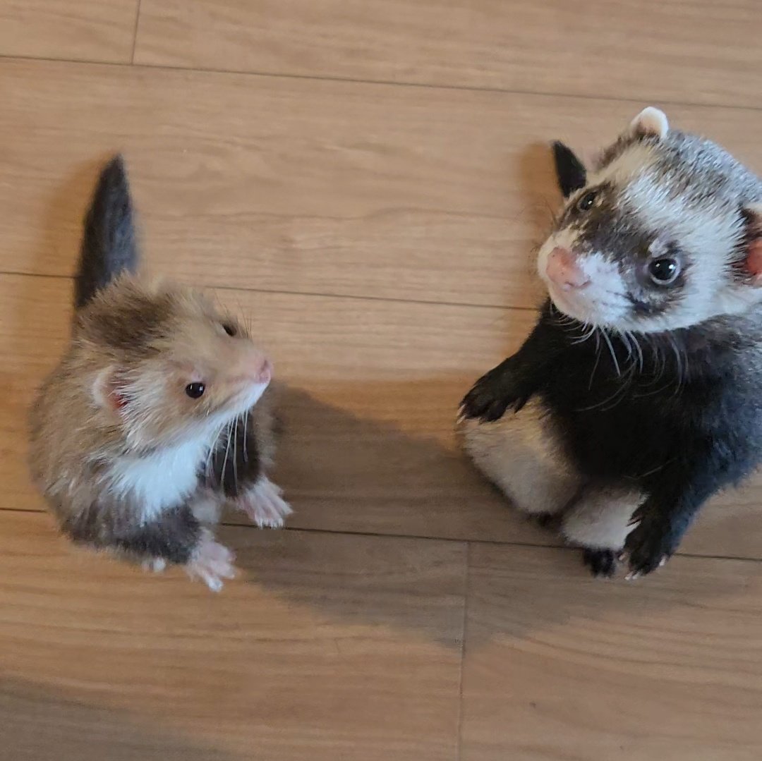 うなぎ🍥 tweet media