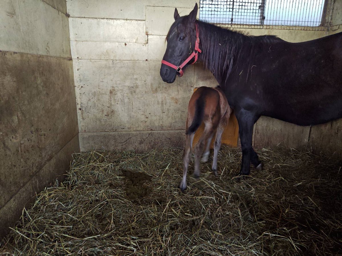 マッピー@kakugawa猫信者 tweet media