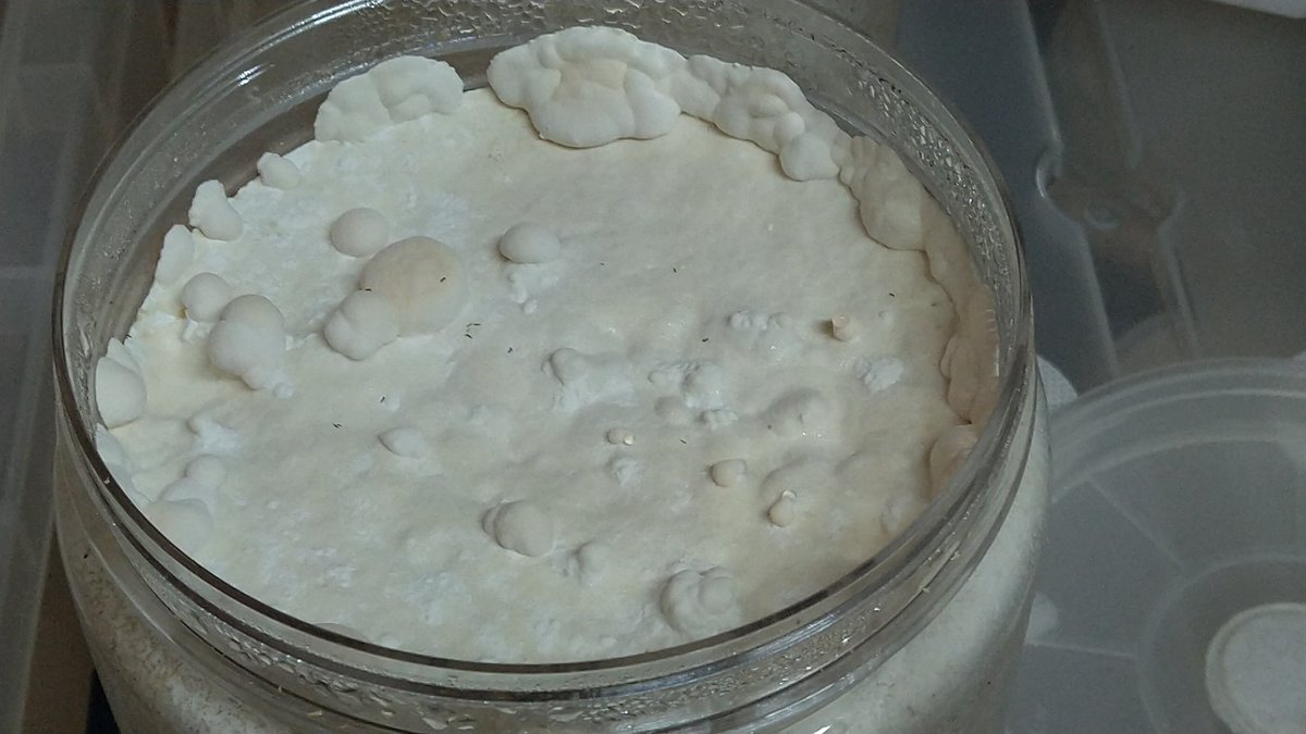 【BLACKLINE】ウッディLs専門ブリーダー tweet media