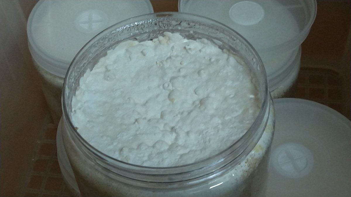 【BLACKLINE】ウッディLs専門ブリーダー tweet media