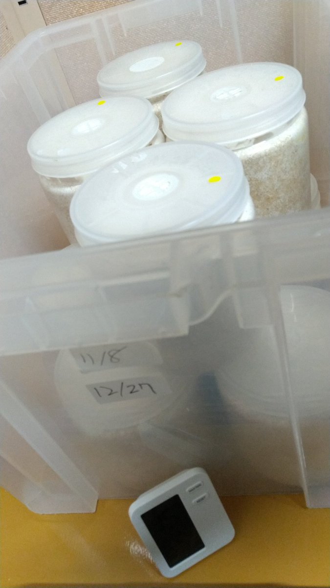 【BLACKLINE】ウッディLs専門ブリーダー tweet media