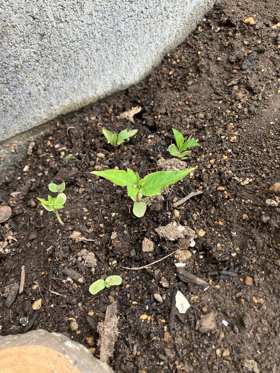 斉藤的作『ガラクタを修繕したら古代兵器だった件』全2巻発売中! tweet media