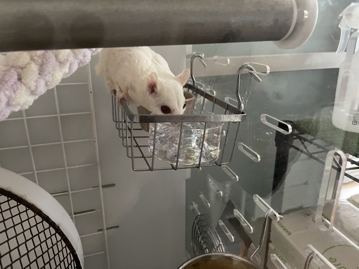 えも@16匹のはむちゃんず🐹 tweet media