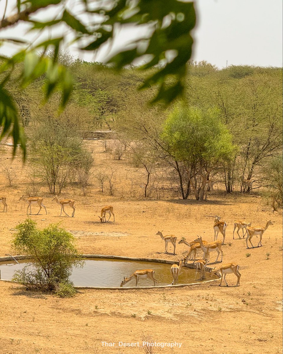 Thar_Desert_Photography tweet media