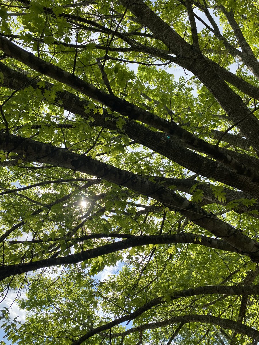 Zachary Sisson tweet media