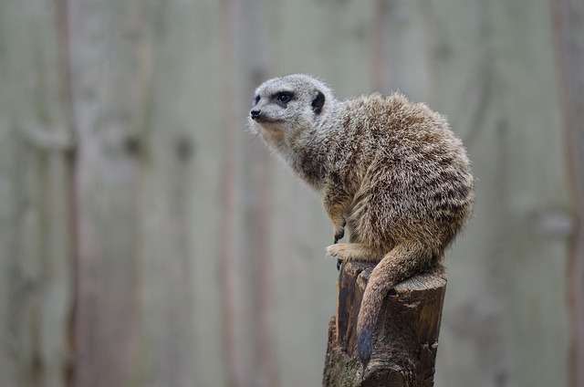 Allison Bell tweet media