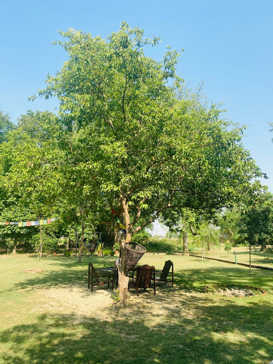 Lumbini Buddha Garden tweet media