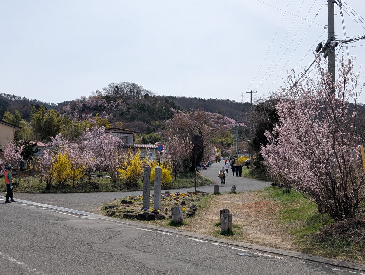 今日の花見山

今日は天気も良く風も弱いので歩くと少し暑いくらいです。
冷たい物が欲しくなったら ＃きぼうの広場 へ寄ってみてはいかがでしょうか？

まだ観光バスツアーもそれほど来ていないので人も多くないので歩きやすいと思いますよ。

＃福島市　＃花見山