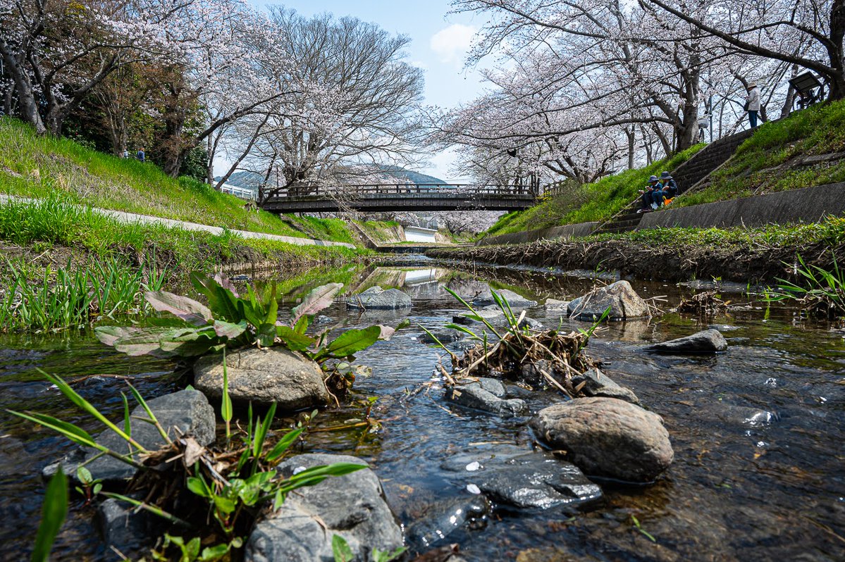 おはようさんです
井手の玉川の桜
満開で見頃を迎えておりました

#玉川の桜
#井手町