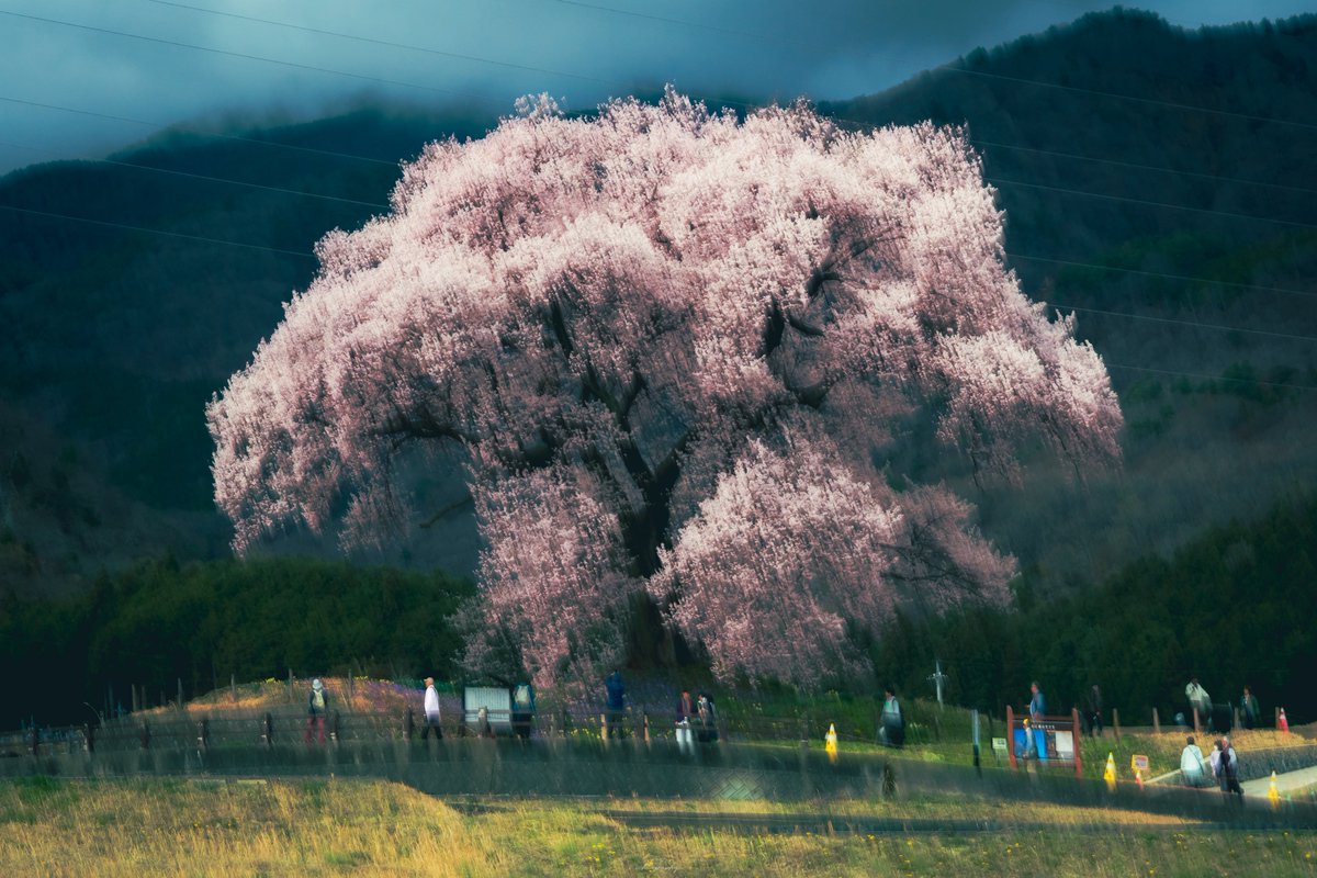 ichi_graphy tweet media