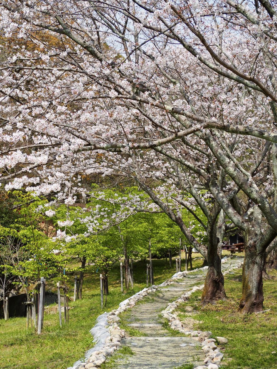 佐賀市観光振興課【公式】 tweet media