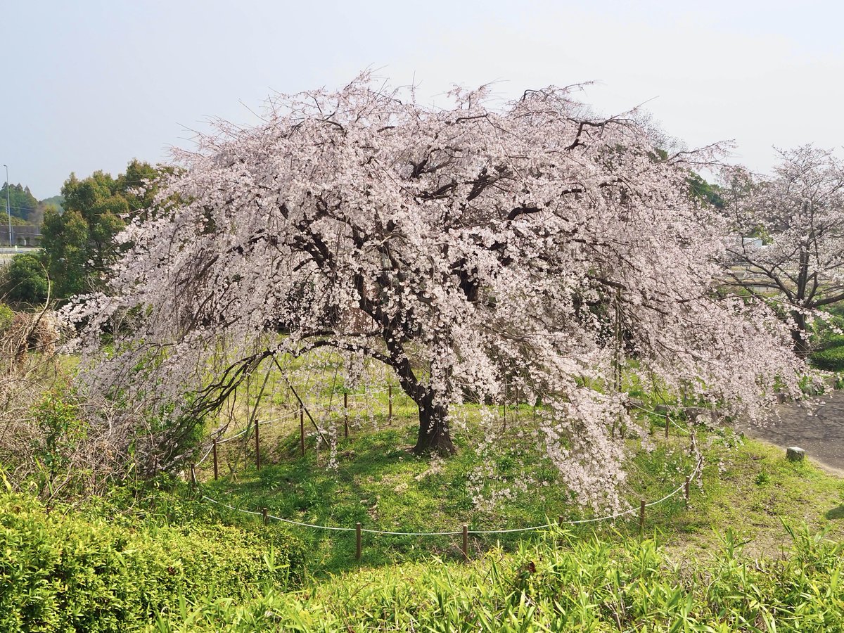 佐賀市観光振興課【公式】 tweet media